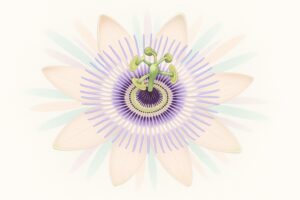 Passionflower for Anxiety & Sleep — Dose & Evidence